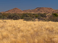 Previous